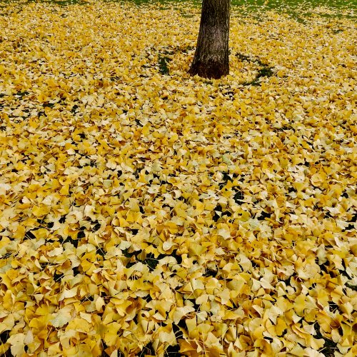 Fallen leaves in Ponferrada