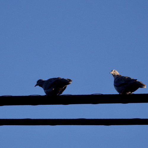 Birds on a wire, taking a break.