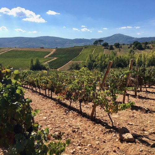 Vines of del Bierzo - before Villafranca