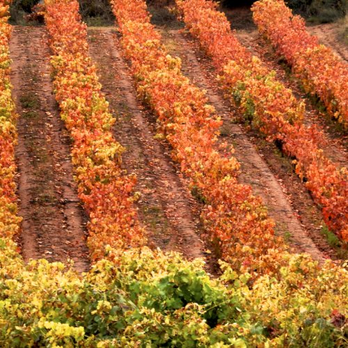 Fall colours in the vineyards