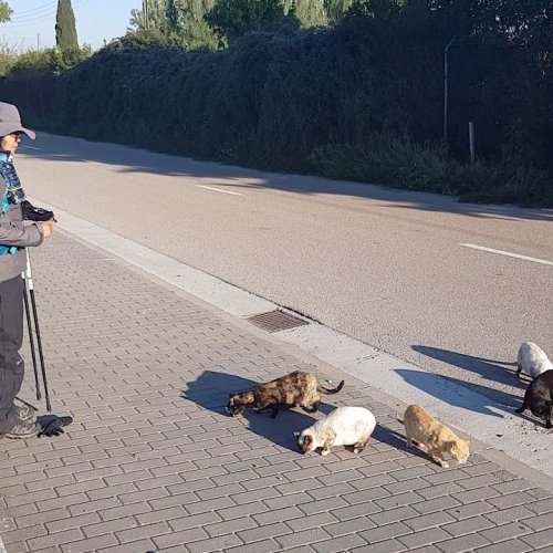 The Cats of the Camino - It's that 'Cat Lady' Again!