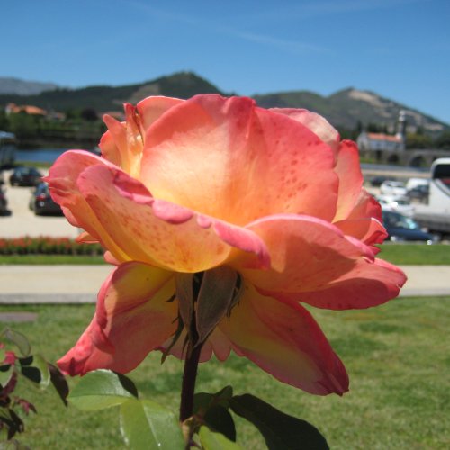 A welcoming rose just before Ponte Lima