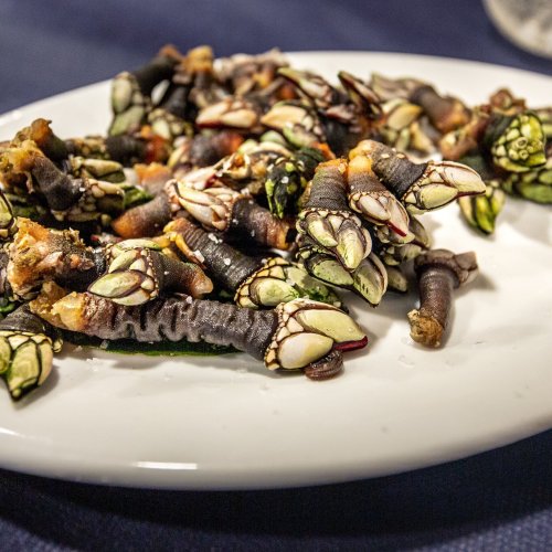 Percebes is what you really want!!!