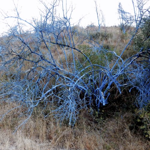 Blue leafless shrubs