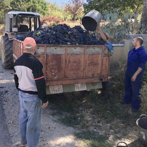 Grape Harvest near Villafranca del Bierzo